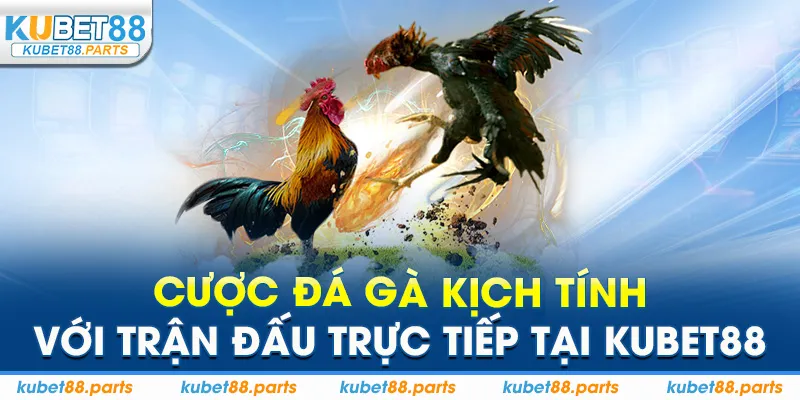 Cược đá gà kịch tính với trận đấu trực tiếp tại Kubet88