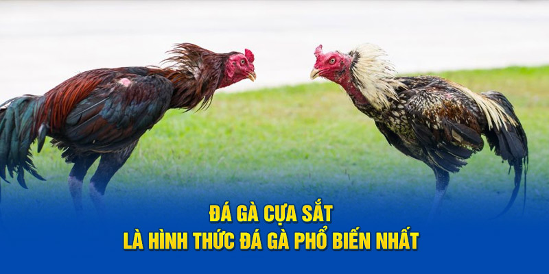 Đá gà cựa sắt cần tuyển chọn những chiến kê to khỏe