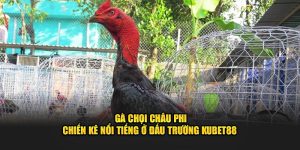 Gà Chọi Châu Phi - Chiến Kê Nổi Tiếng Ở Đấu Trường Kubet88