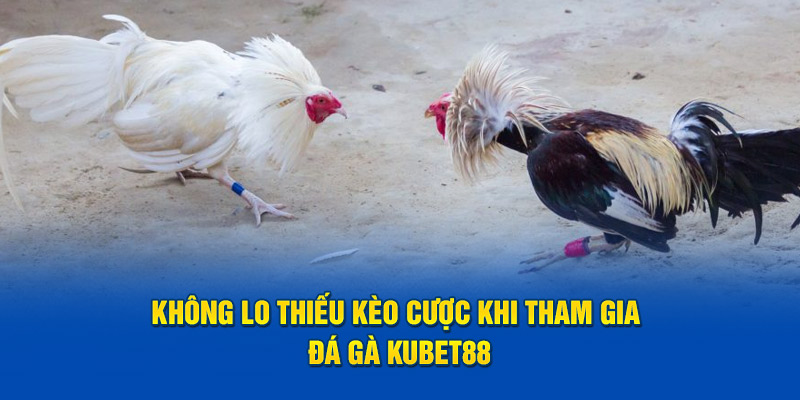 Không lo thiếu kèo cược khi tham gia đá gà Kubet88