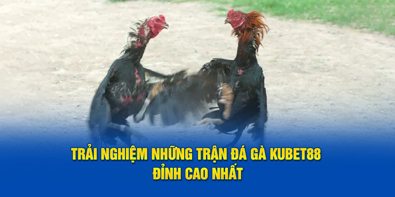 Trải nghiệm những trận đá gà Kubet88 đỉnh cao nhất